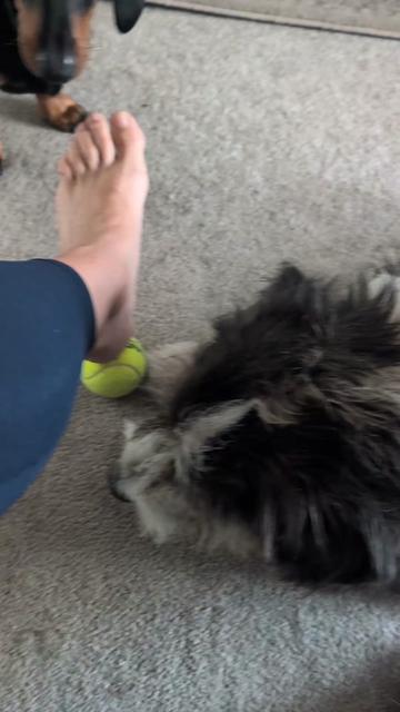 @FiveAnimalsOneHuman
