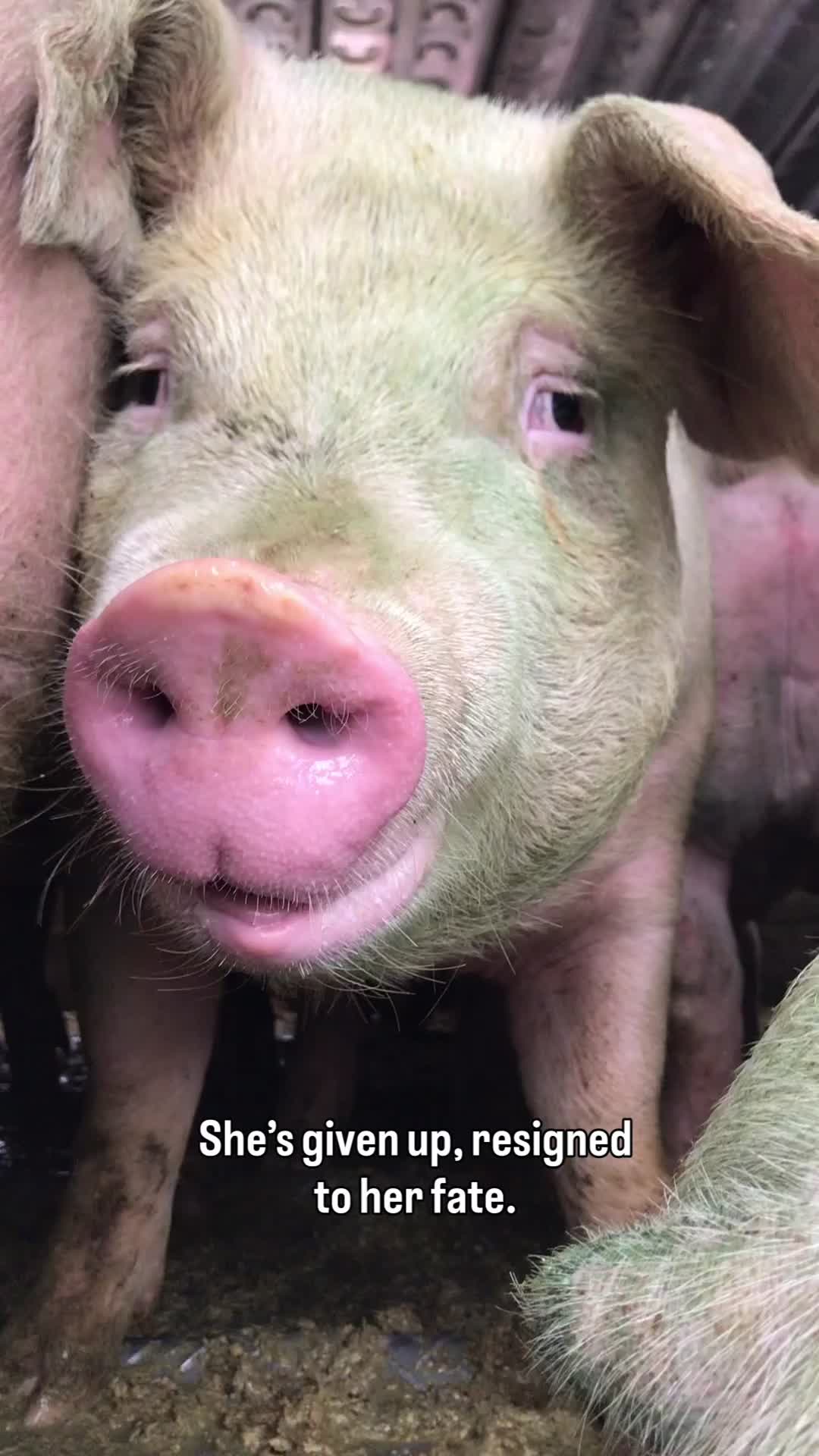 @Animal Save Movement