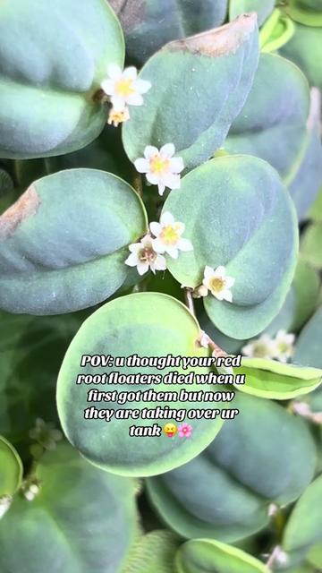 @Bettasbloom˚⊱🪷⊰˚