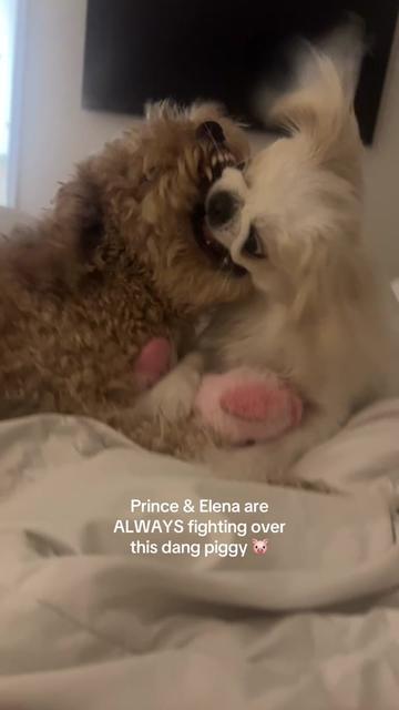 @toe beans inc!🐾