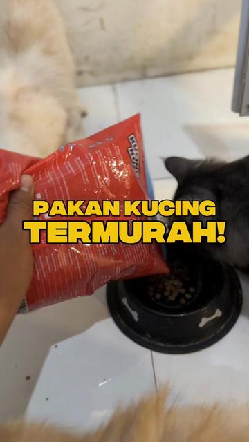 @bejo petmart