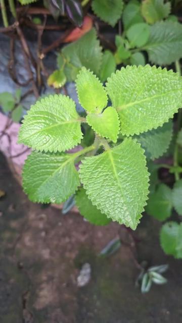 @Dicas e Receitas Naturais