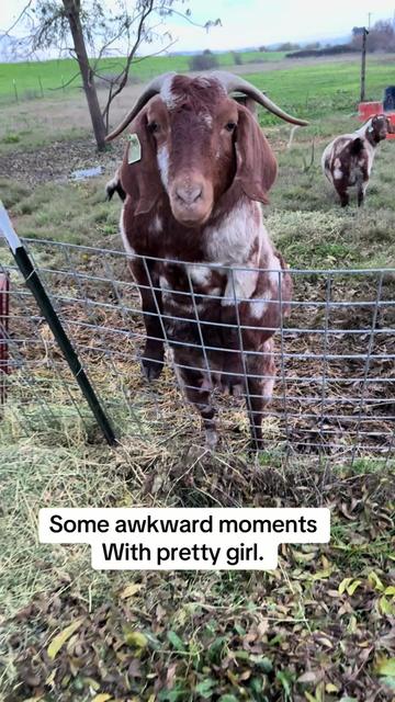 @Riverraisedboergoats