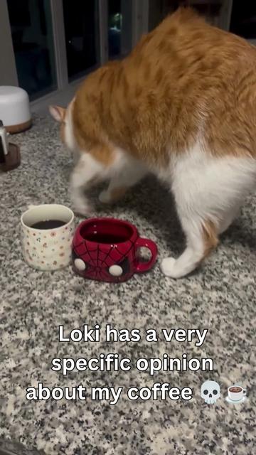 @One and a Half Orange Cats