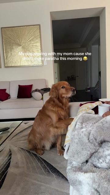 @Bentley the Spicy Golden🌶️