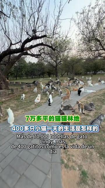 @小可爱猫猫们