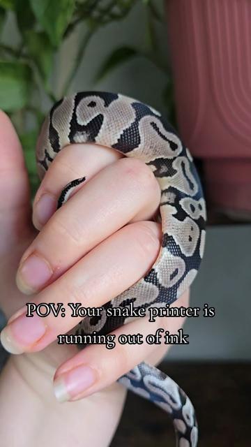 @MoonlitMorphs