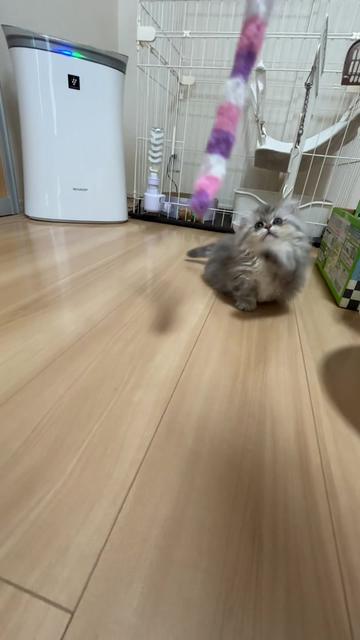 @ミヌエットのシャコタンちゃん