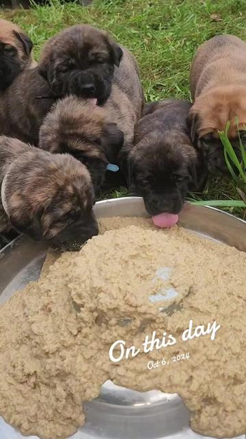 @Maple Mastiffs
