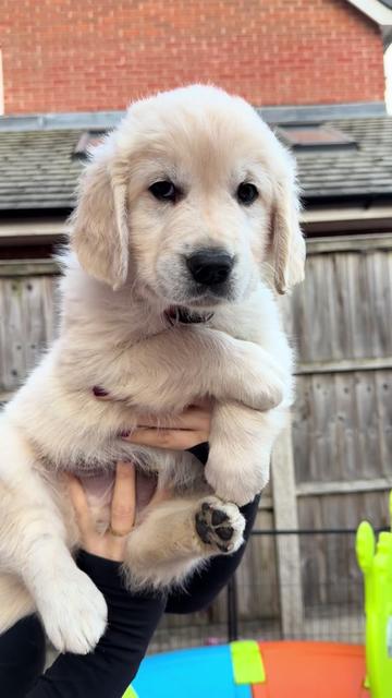 @Ateam Goldens