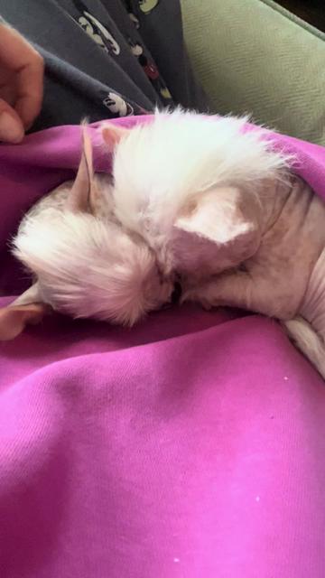 @Chinese Crested Cuties
