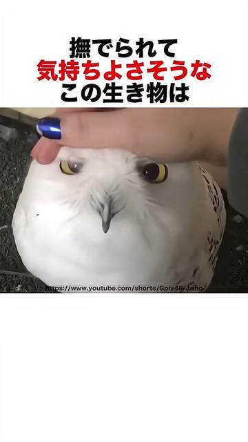 @user1040381569363