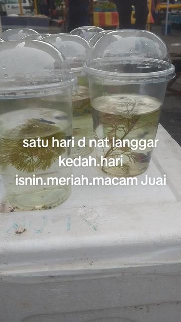 @Wan nasrey