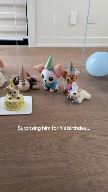 @Bao the Chihuahua
