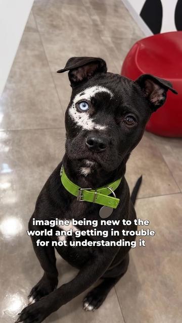 @moonfetches