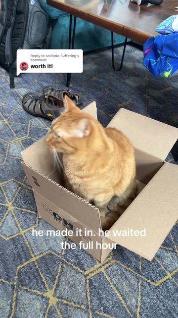 @cowboycatdad