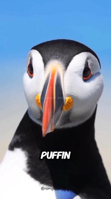 @ALL ABOUT ANIMALS