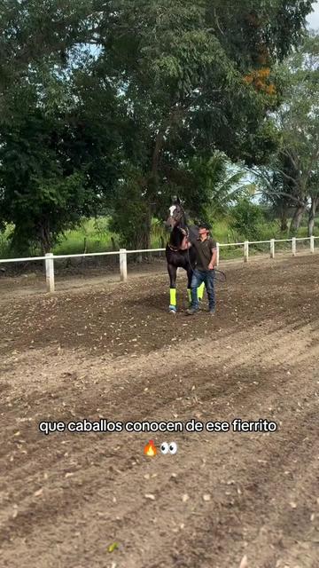 @carriles altos de jalisco🐎