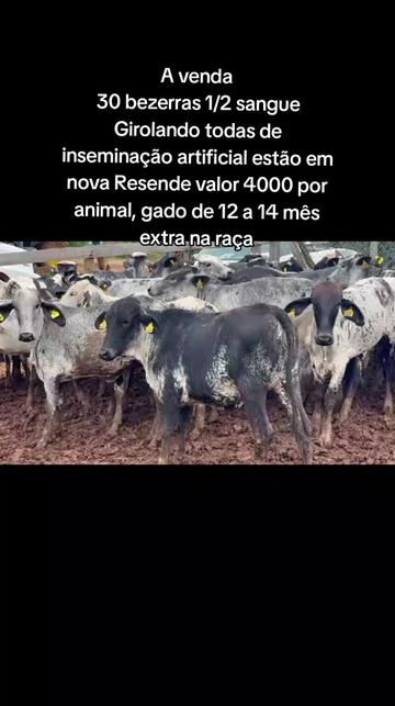 @marketing_do_gado