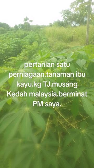 @Wan nasrey