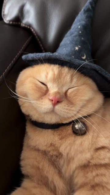 @Chonk The Fat Wizard Cat 🧙