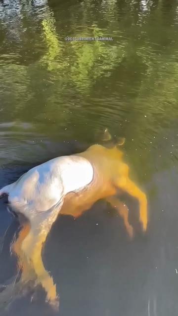 @Descubrimientoanimal