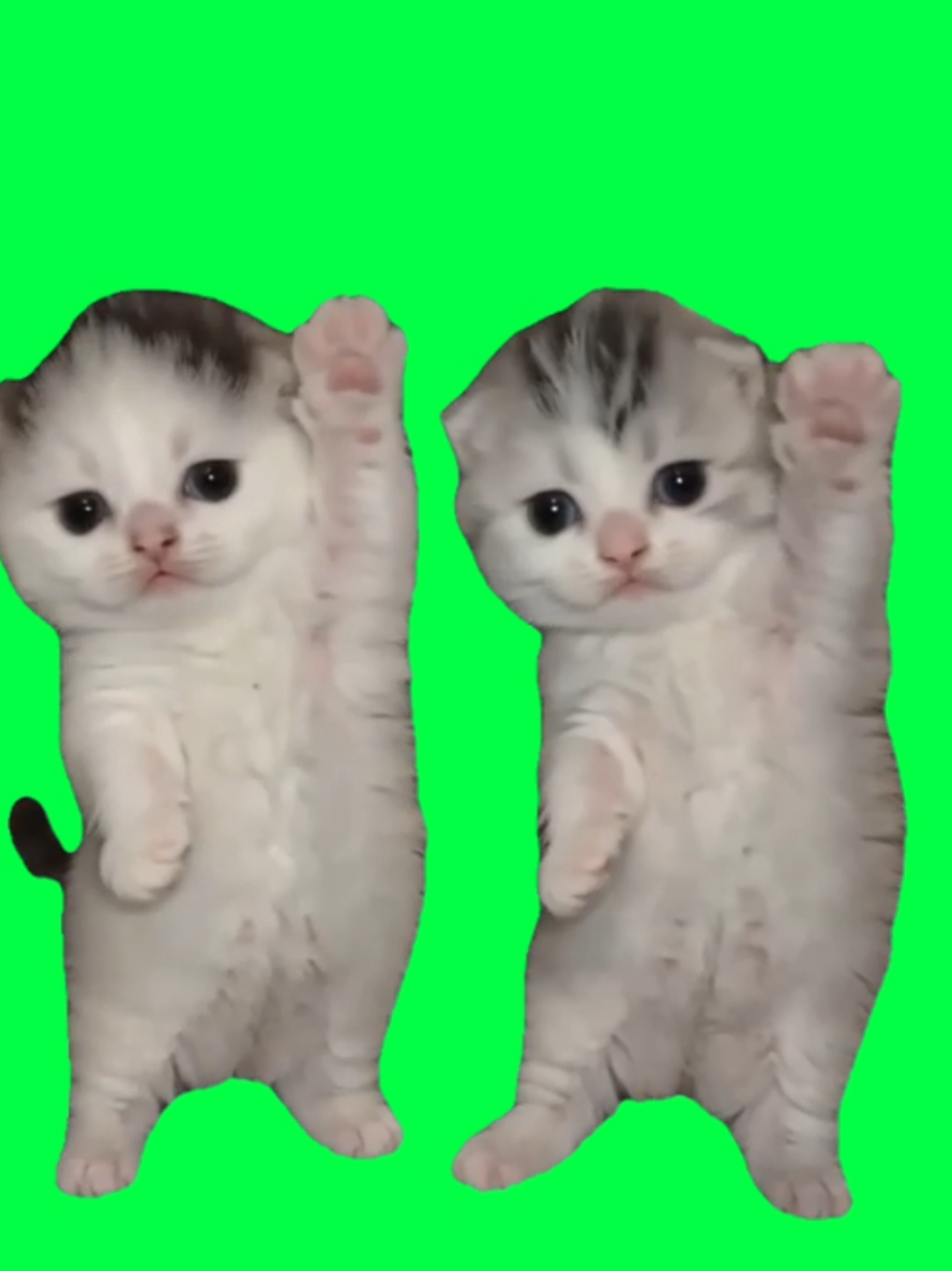 @MemeScreens