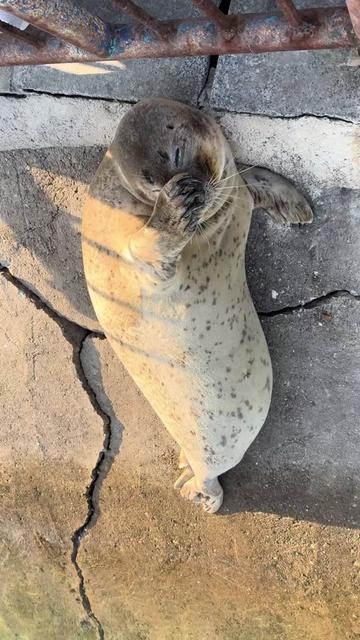 @Seal2028