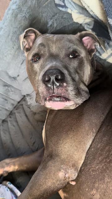 @Pittie Mom