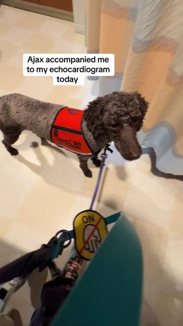 @Ray&ensp;&&ensp;Stormi 🏳️&zwj;🌈| dog nerd