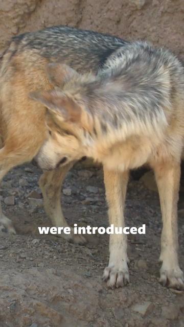 @Mutual of Omaha's Wild Kingdom
