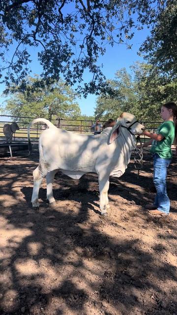 @The V6 Ranch