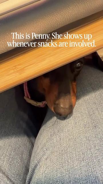 @Penny the Dachshund
