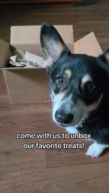 @Chelsea | Corgi Mom 🐾