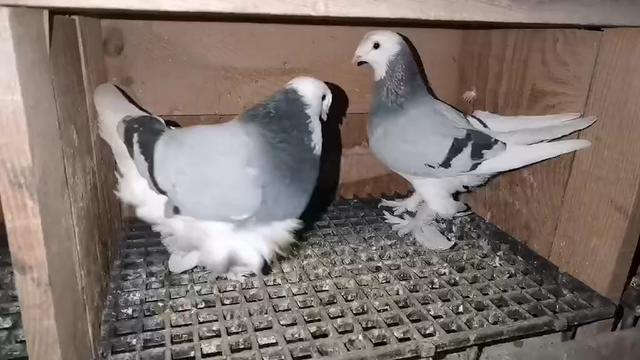 @&ccedil;arşambalı