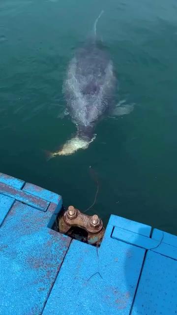 @animalsgonewildd
