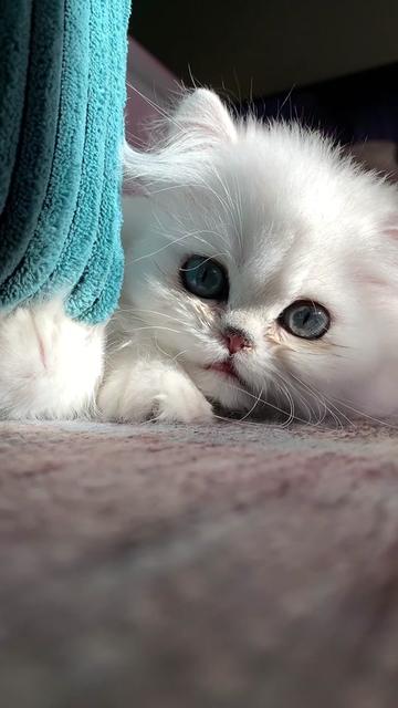 @Dutchkittycat