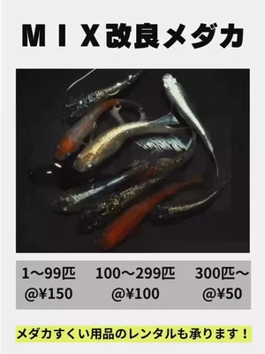 @gmmedaka.niigata