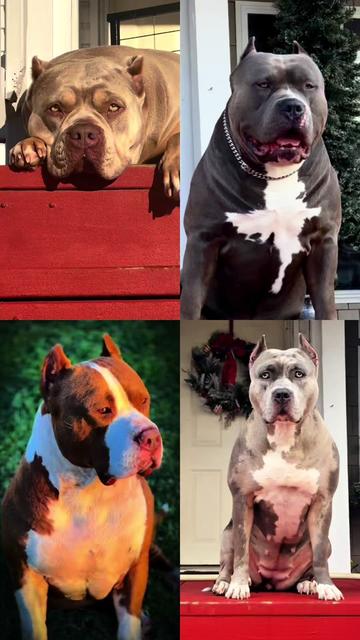 @🐾 Boundless Bullies 🐾