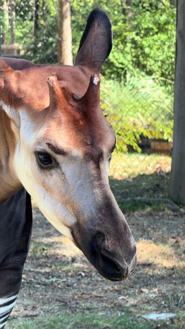 @memphiszoo