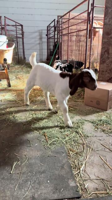@Riverraisedboergoats