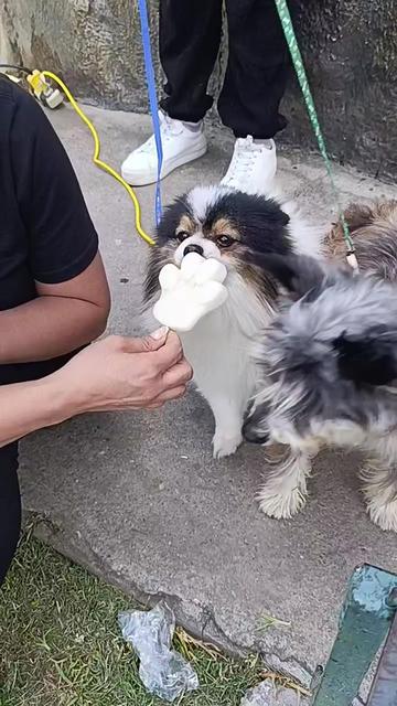 @Doggy Cream