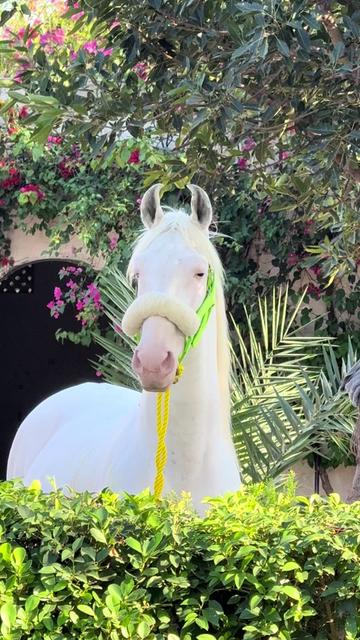 @SUNRISE STUD FARMS RAWALPINDI