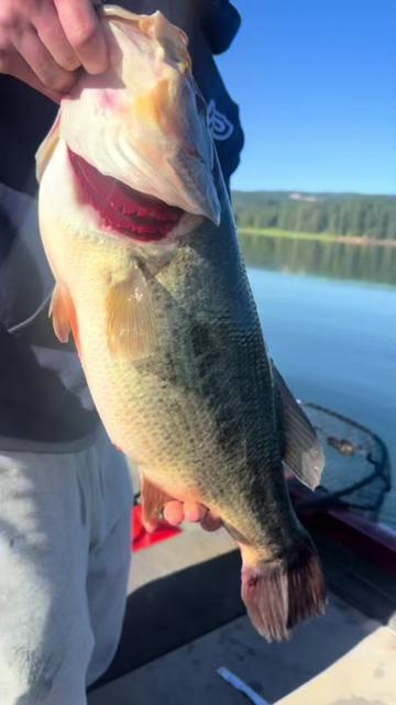 @Punkin Jigs