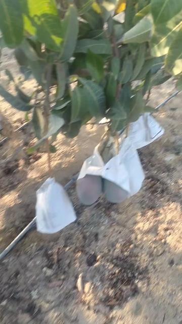@احمد عمر
