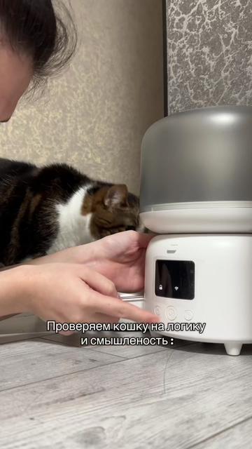@Спасенные с улицы котики ❤️