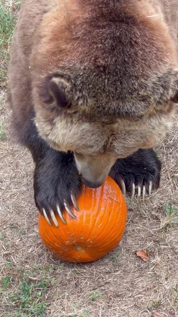 @memphiszoo