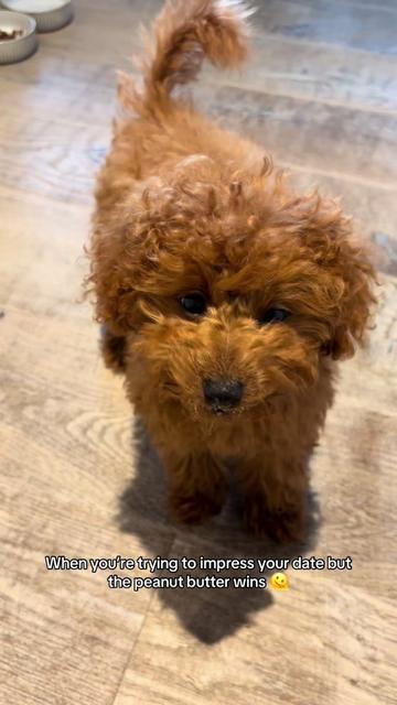 @peppermytoypoodle
