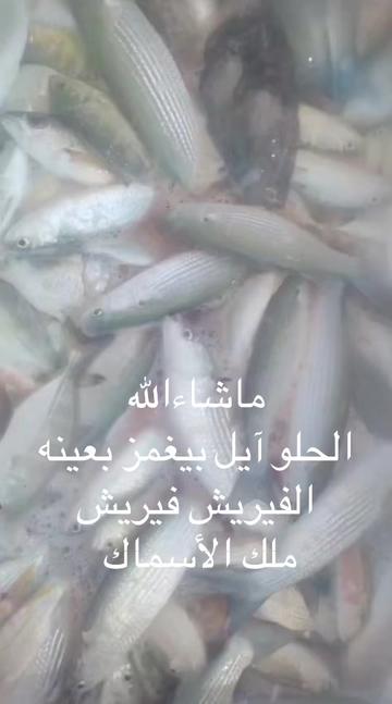 @KING FISH 🇴🇲 مـلـك الأســماك