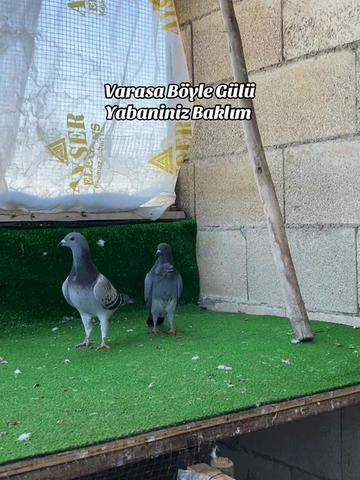 @Abdul Reşit Arıcak